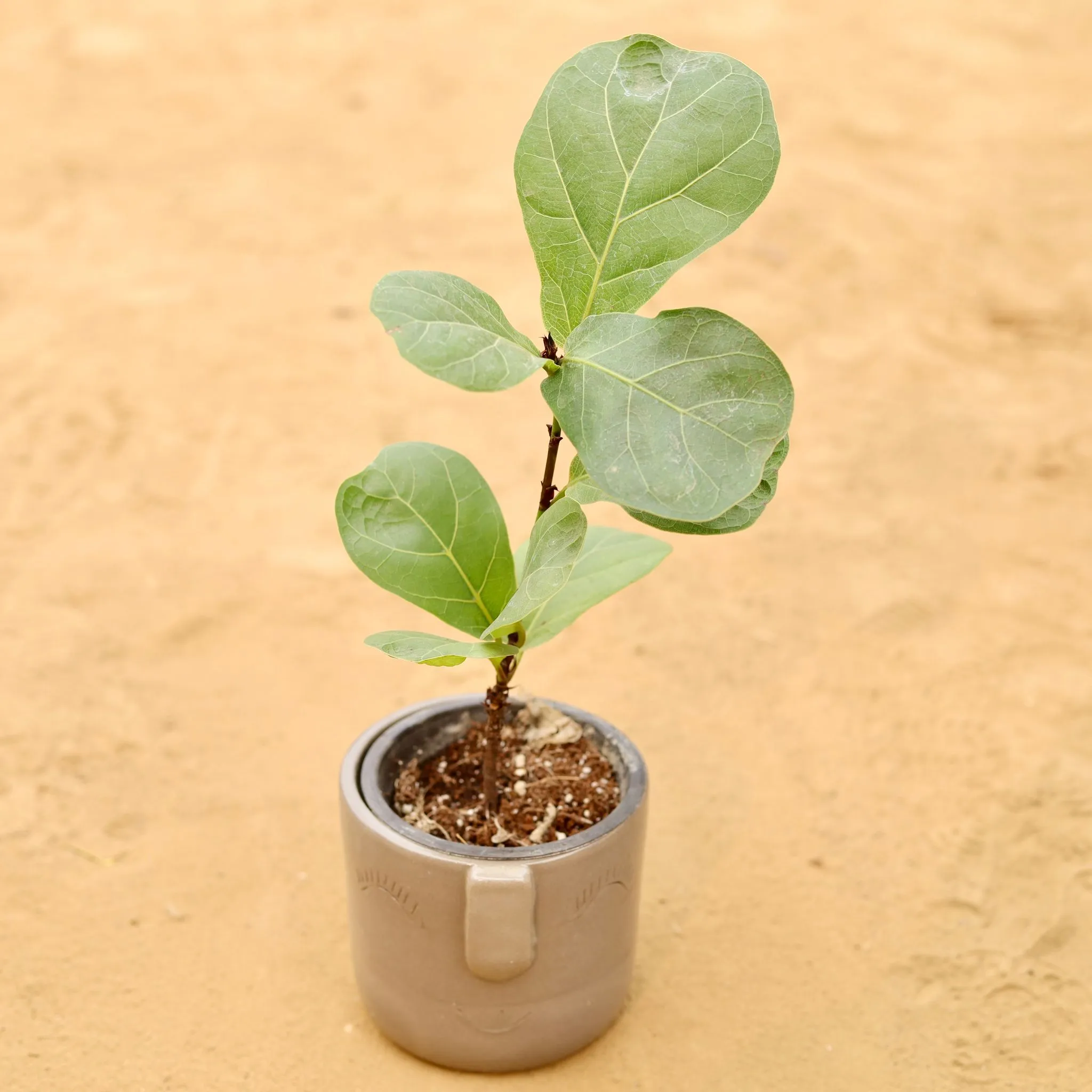 Fiddle Leaf Fig / Ficus Lyrata in 3.5 Inch Grey 3D Cute Face Textured Ceramic Pot - Minimalist Glossy Succulent Pot, Indoor Flower Pot for Home and Office Decor