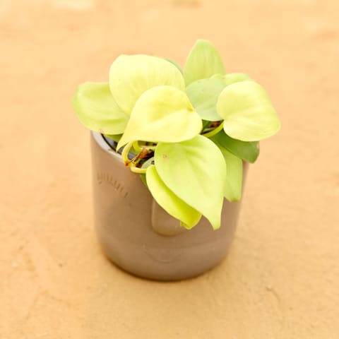 Oxycardium Golden in 3.5 Inch Live Plant Grey 3D Cute Face Textured Ceramic Pot - Minimalist Glossy Succulent Pot, Indoor Flower Pot for Home and Office Decor