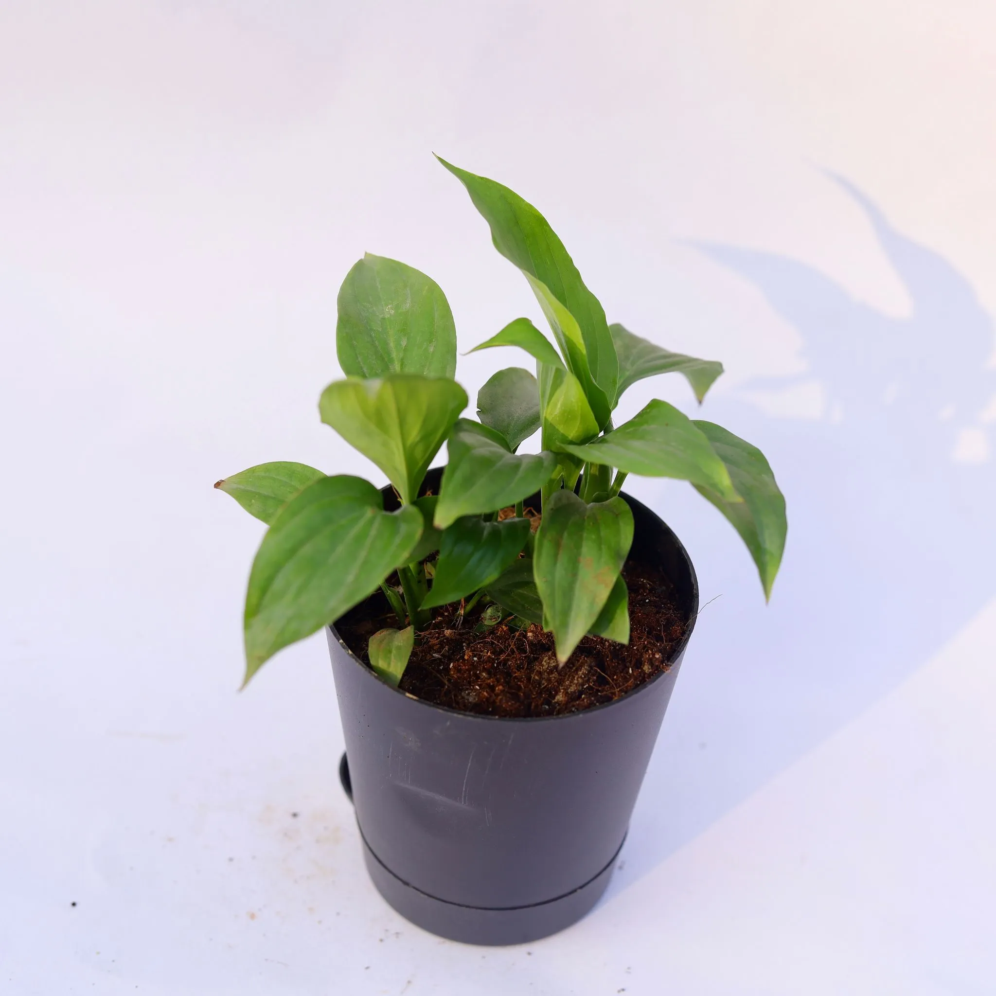 Peace Lily in 4 Inch Black Florence Self Watering Pot