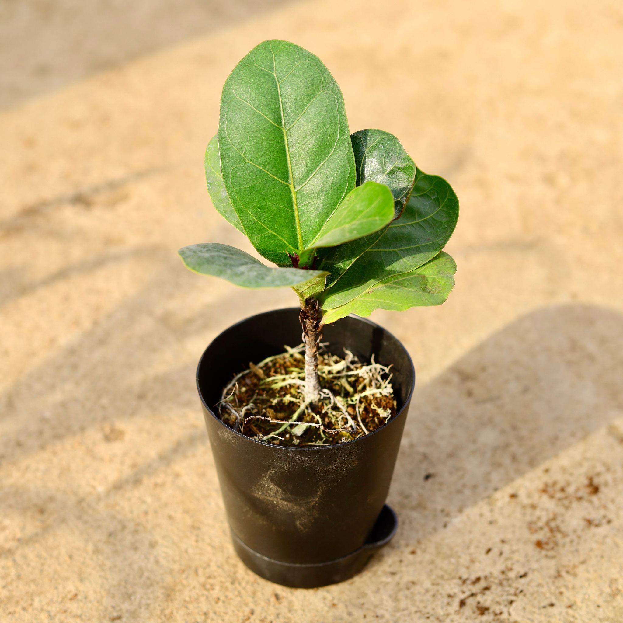 Fiddle Leaf Fig / Ficus Lyrata in 4 Inch Black Florence Self Watering Pot