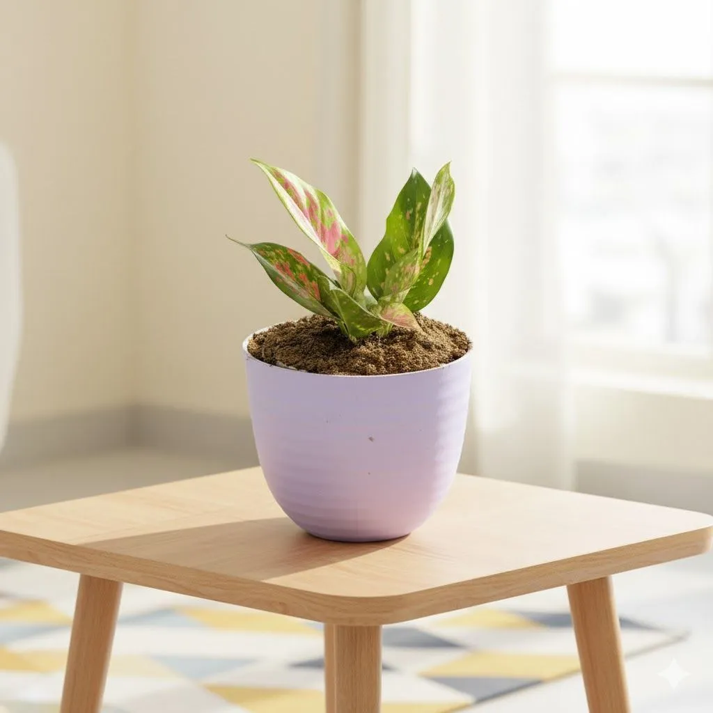 Aglaonema Pink Dalmatian in 4 Inch Purple Avora Premium Plastic Planter