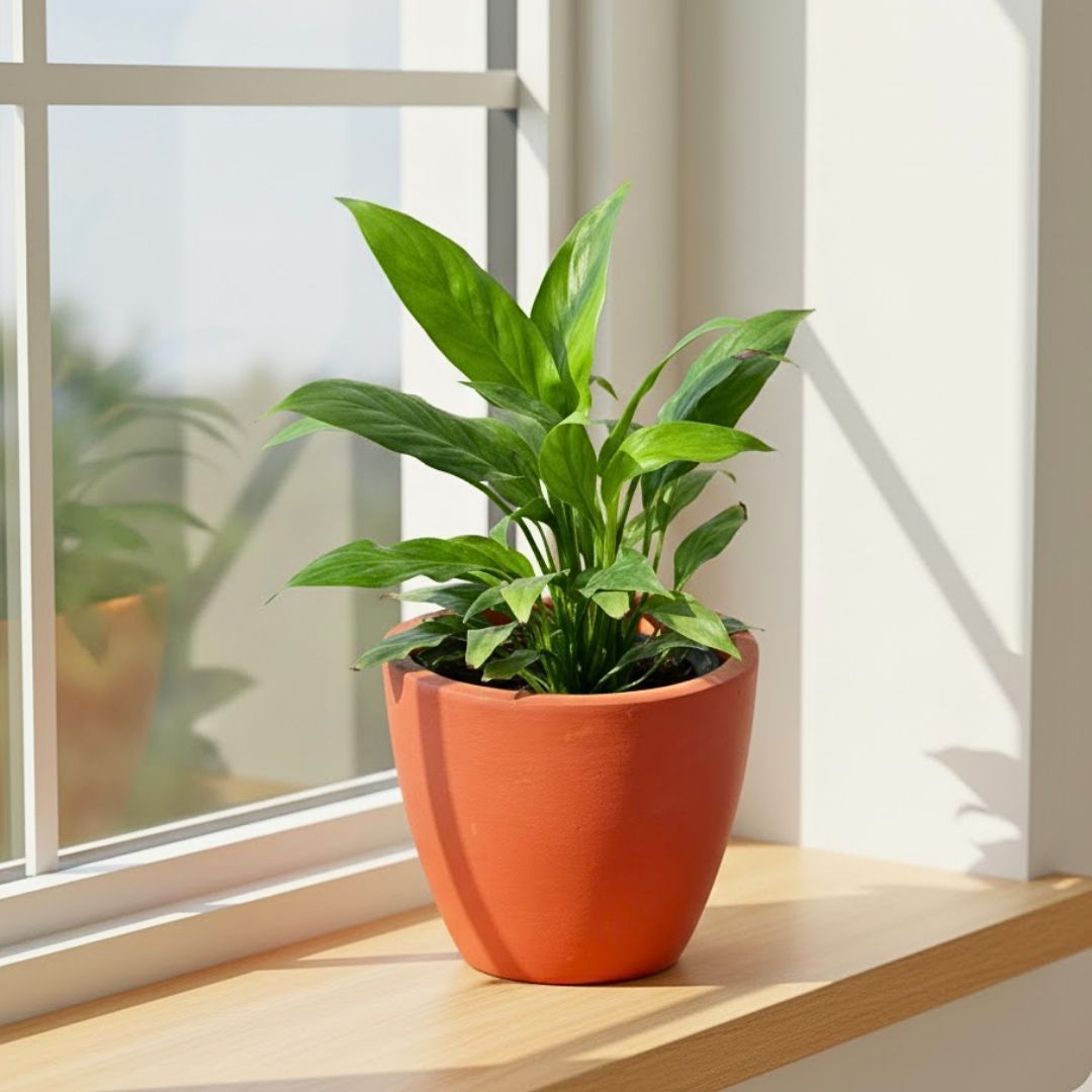 Gift Ready - Peace Lily in 4 inch Shilp Maati Pot - Chic Small Pot for Decor Corners