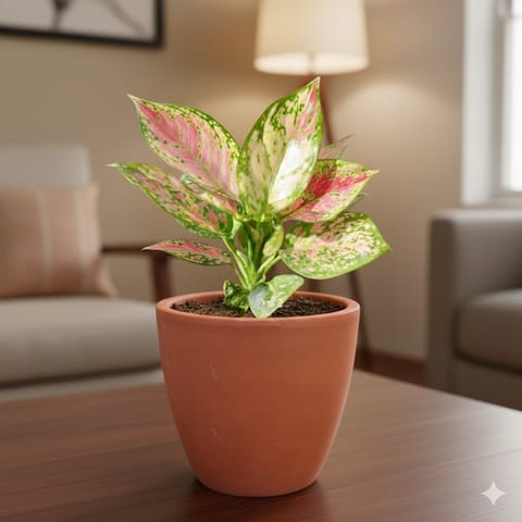 Gift Ready - Aglaonema Pink Dalmation in 4 inch Shilp Maati Pot - Chic Small Pot for Decor Corners - comes in a beautiful gifting bag