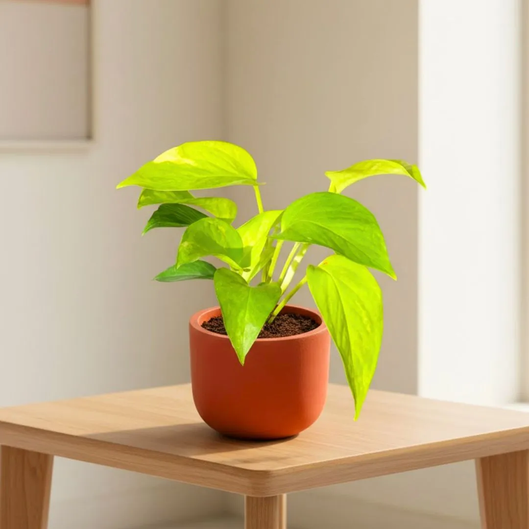 Money Plant Golden in 4 inch Aaroh Maati Pot - Modern Curved Handcrafted Appeal