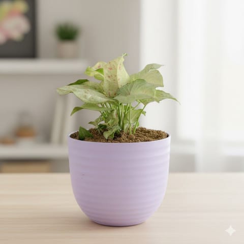 Gift Ready - Syngonium Candyfloss in 4 Inch Purple Avora Premium Plastic Planter - with Gift Bag
