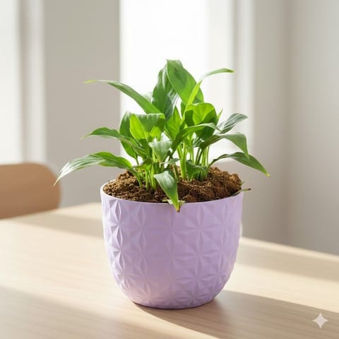 Gift Ready - Peace Lily in 4 Inch Purple Leafora Premium Plastic Planter - with Gift Bag