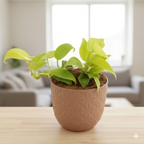 Gift Ready - Oxycardium Golden in 4 Inch Mocha Leafora Premium Plastic Planter - with Gift Bag