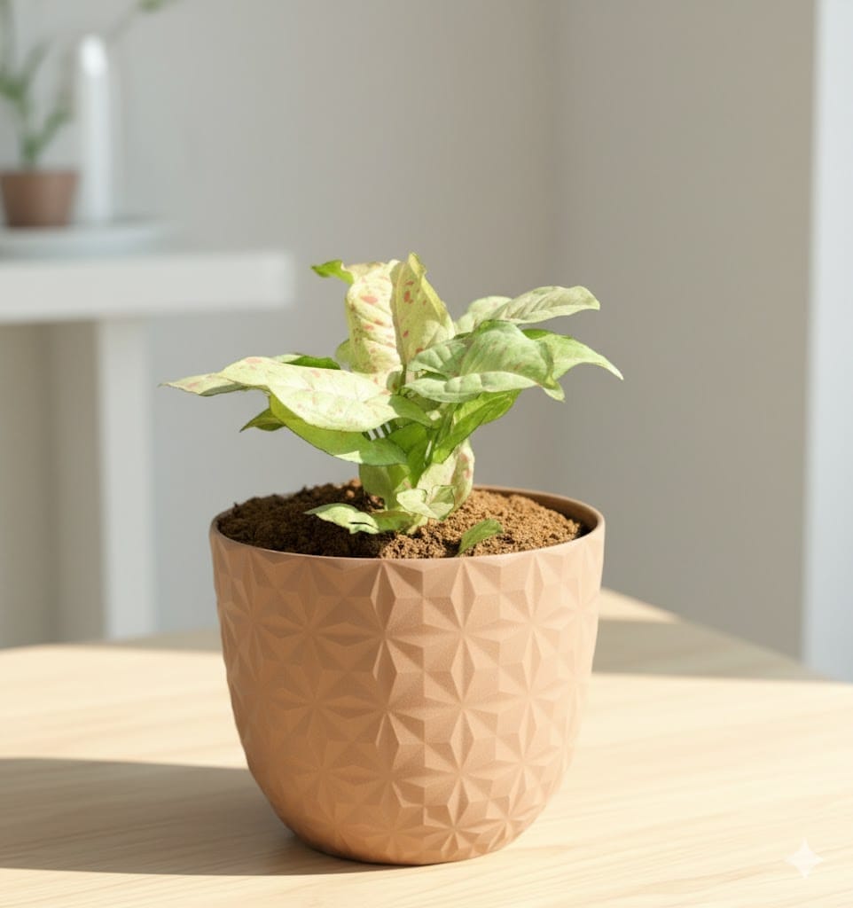 Gift Ready - Syngonium Candyfloss in 4 Inch Mocha Leafora Premium Plastic Planter - with Gift Bag
