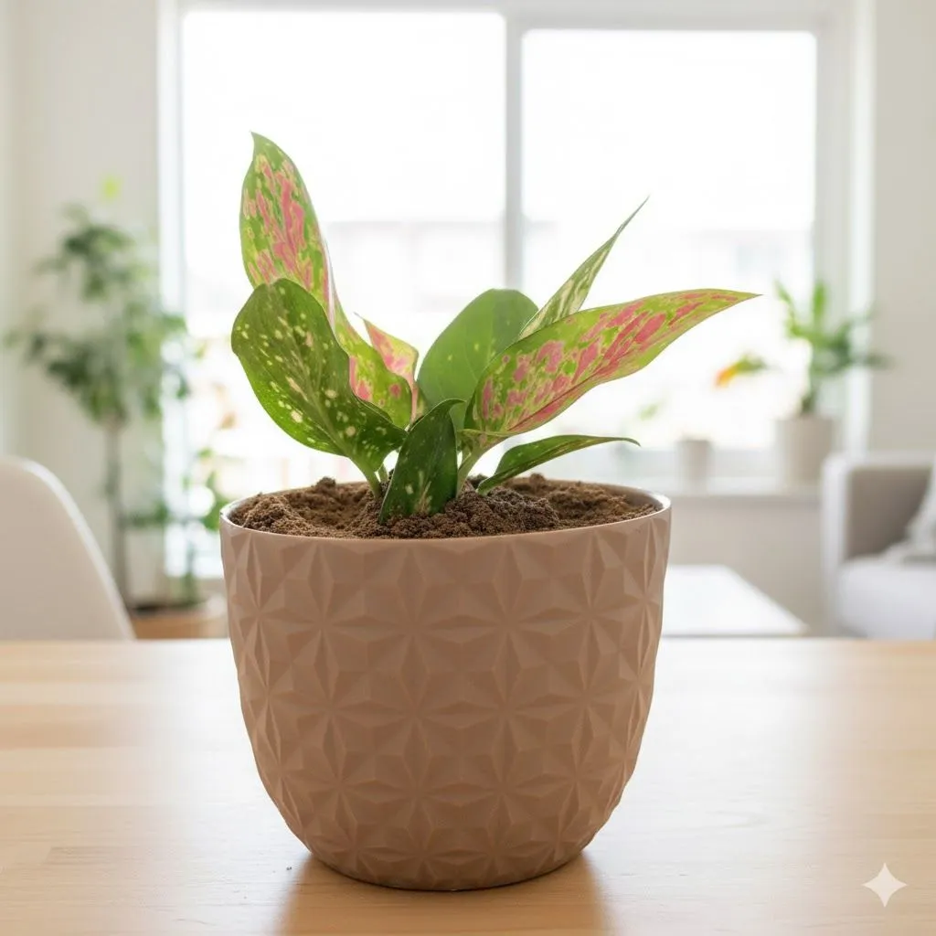 Aglaonema Pink Dalmatian in 4 Inch Mocha Leafora Premium Plastic Planter