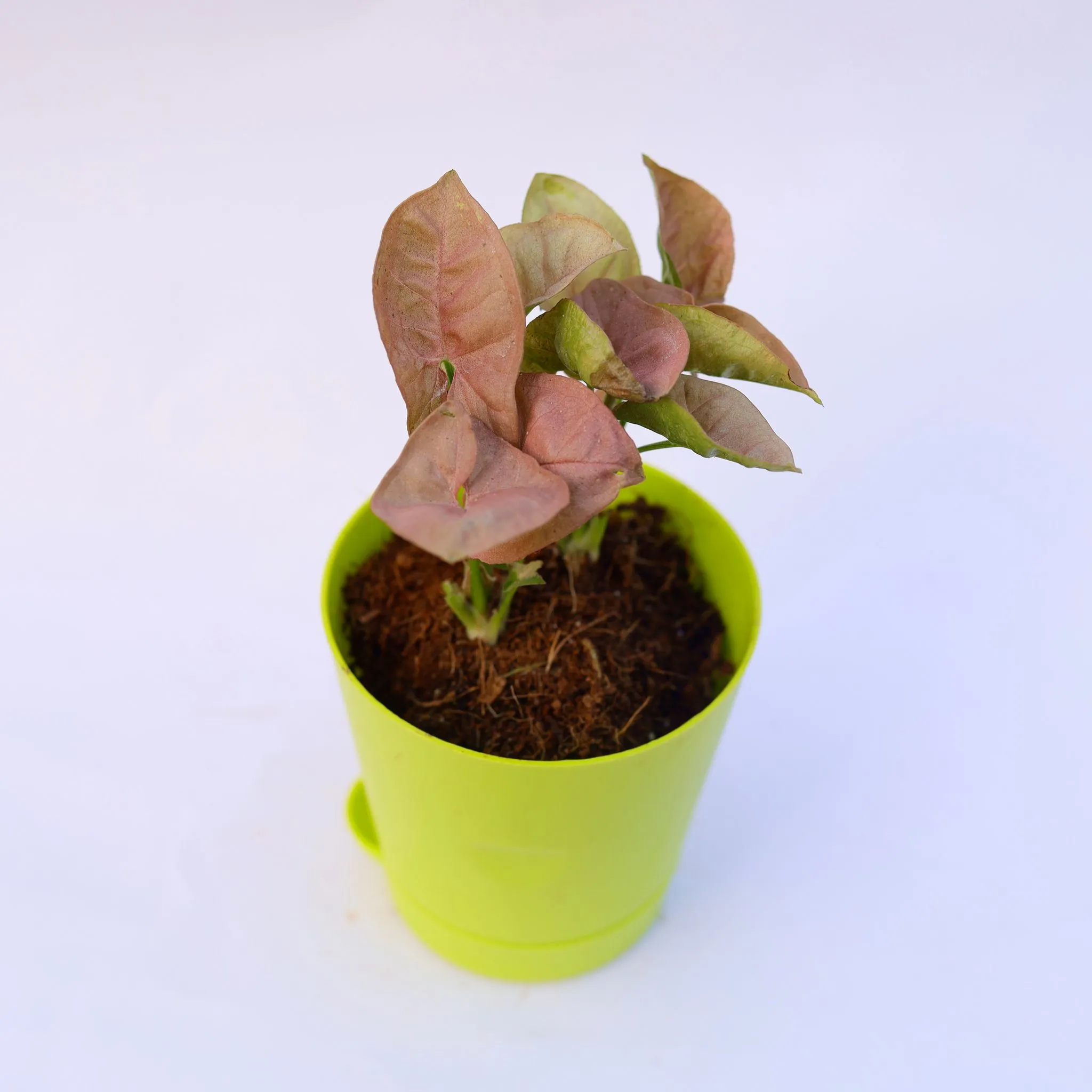 Syngonium Pixie Pink in 4 Inch Green Florence Self Watering Pot