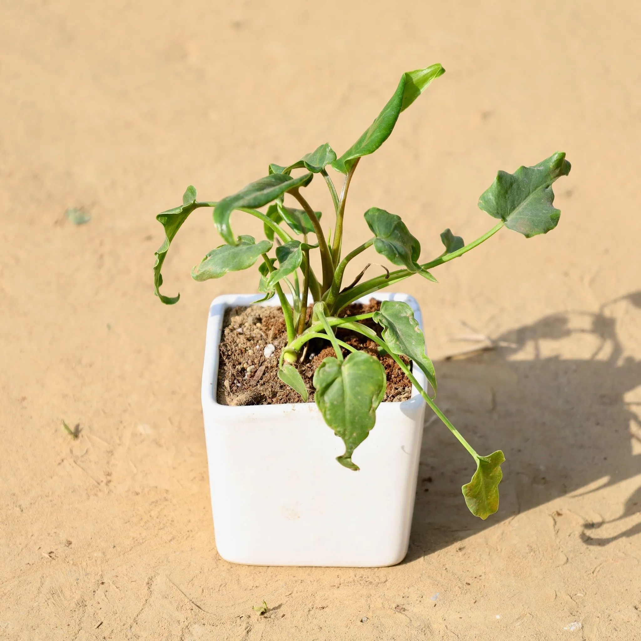 Xanadu in 3 Inch White Classy Cup Ceramic Pot ? Minimalist Glossy Succulent Pot, Indoor Flower Pot for Home and Office D?cor