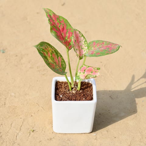 Aglaonema Pink in 3 Inch Live Plant White Classy Cup Ceramic Pot ? Minimalist Glossy Succulent Pot, Indoor Flower Pot for Home and Office D?cor