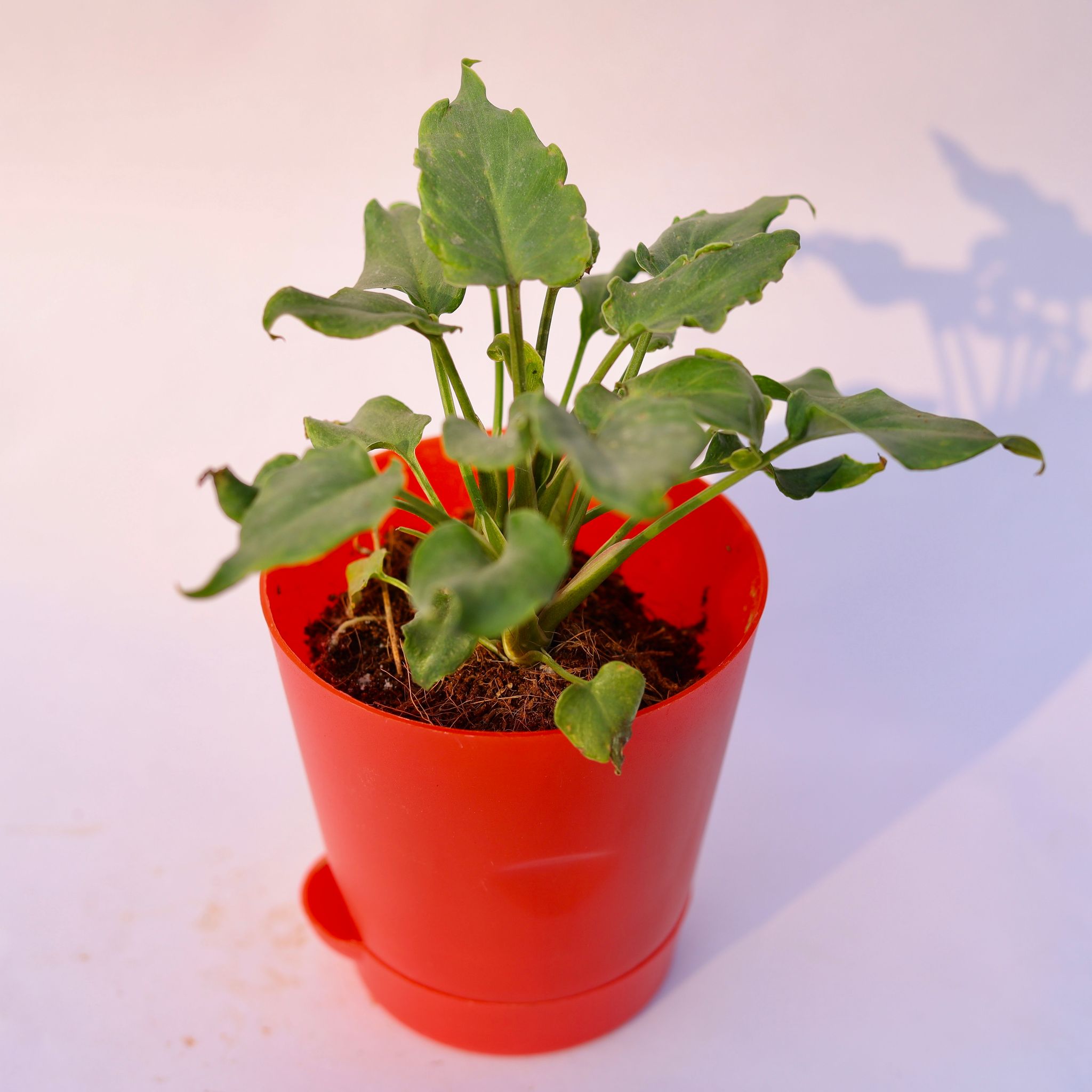 Xanadu Green Dwarf in 4 Inch Red Florence Self Watering Pot