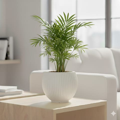 Chamaedorea Palm in 5 Inch Live Plant White Matt Sylvan Plastic Pot