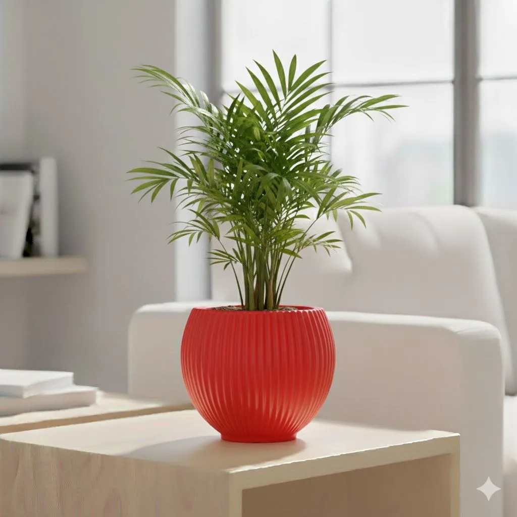 Chamaedorea Palm in 5 Inch Rose Red Matt Sylvan Plastic Pot