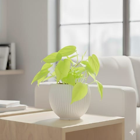 Oxycardium Golden in 5 Inch Live Plant White Matt Sylvan Plastic Pot