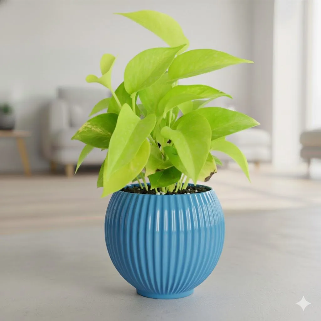 Money Plant Golden in 5 Inch Azure Blue Matt Sylvan Plastic Pot