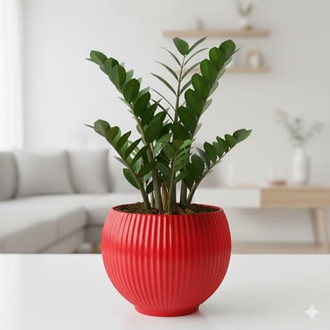 Zz Black in 5 Inch Rose Red Matt Sylvan Plastic Pot