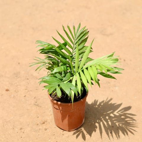 Air Purifying - Chamaedorea Palm in 4 Inch Nursery Pot