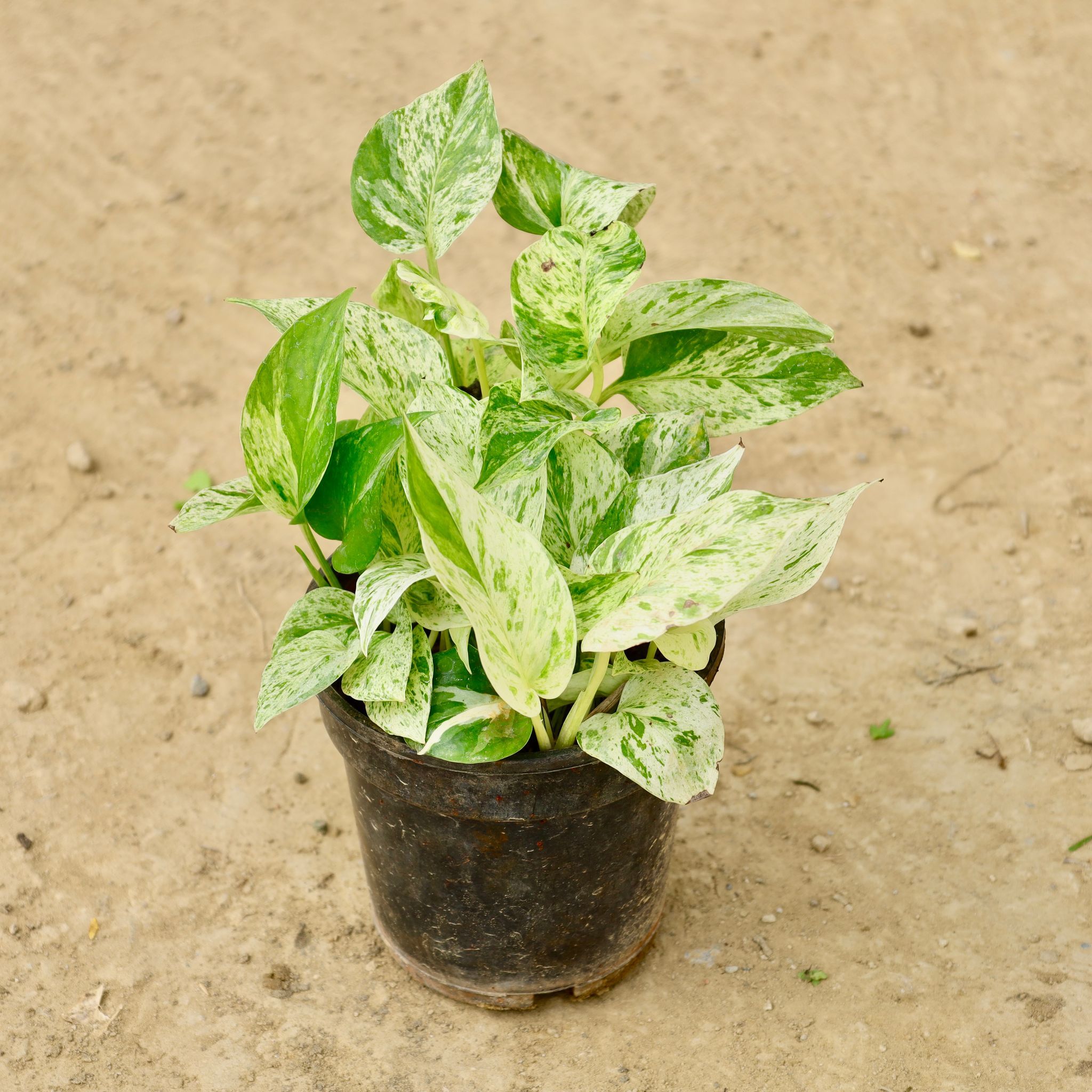 Marble Money plant in 4 Inch Nursery Pot