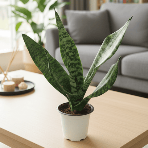 Imported Snake Superba Emerald in 4 Inch Nursery Pot - Air Purifying