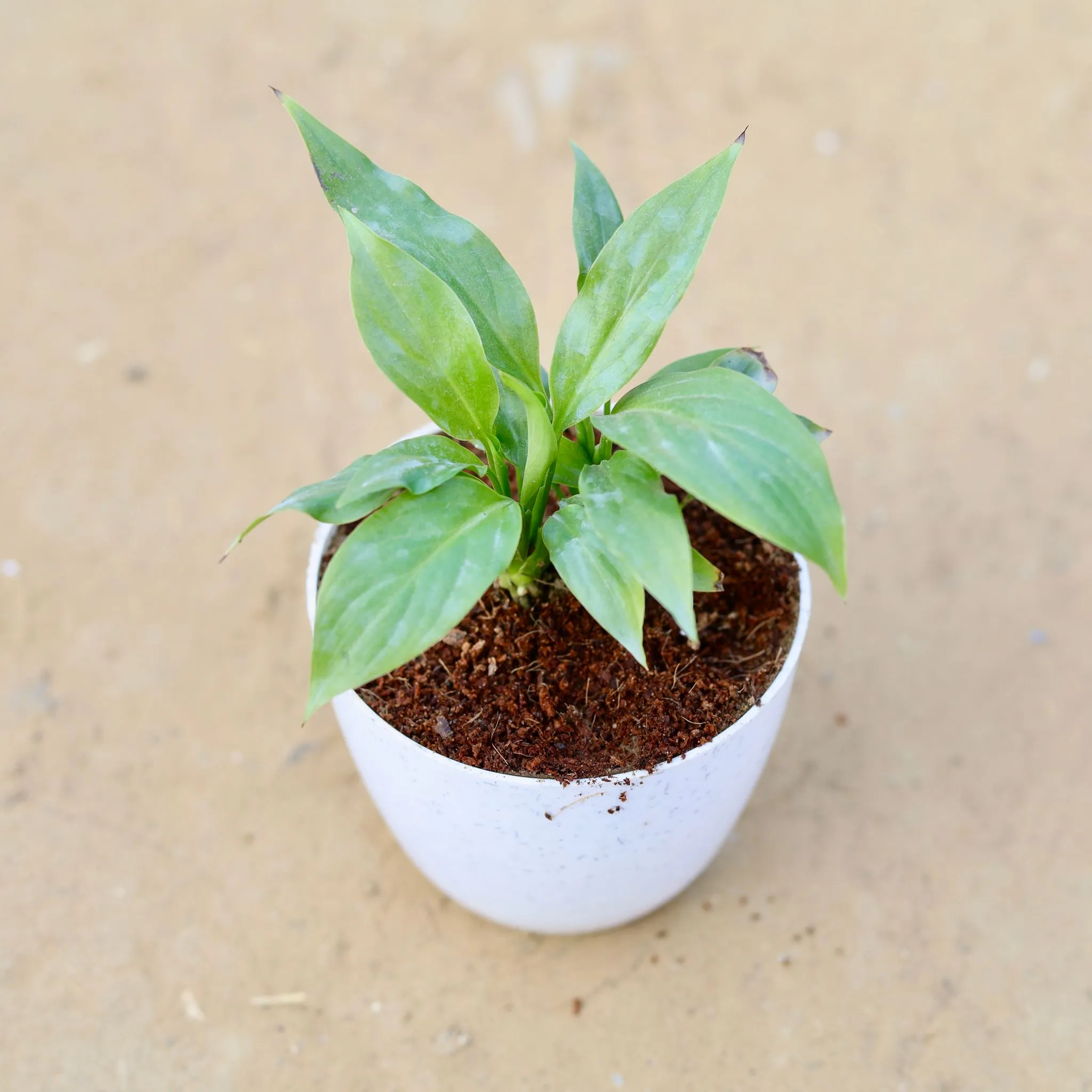 Peace Lily in 4 Inch White Premium Orchid Round Plastic Pot
