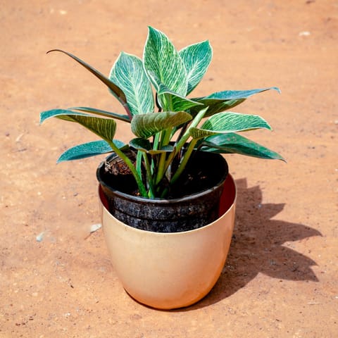 Philodendron Birkin in 6 Inch Live Plant Beige Marble Premium Orchid Round Plastic Pot
