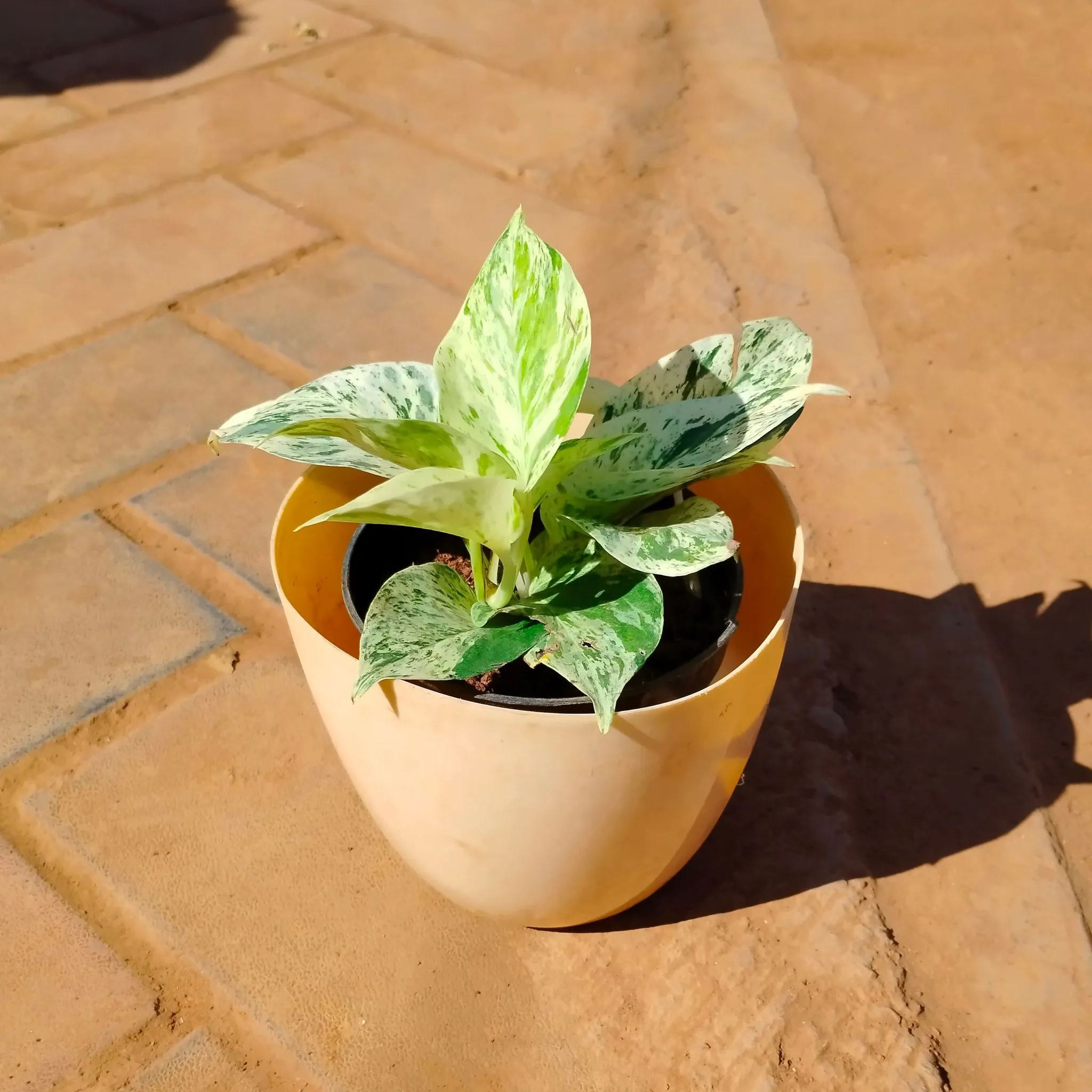Money Plant White in 6 Inch Beige Marble Premium Orchid Round Plastic Pot