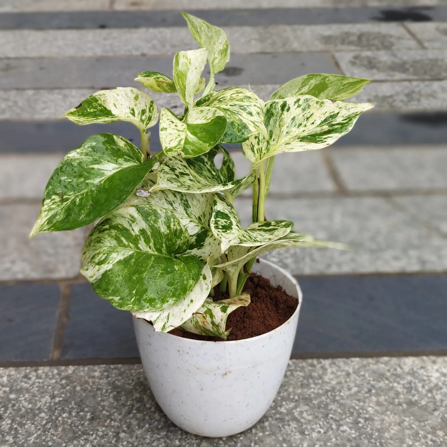 Money Plant Marble in 4 Inch White Premium Orchid Round Plastic Pot