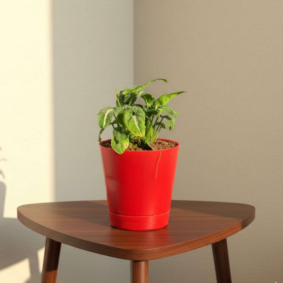 Syngonium Kitkat Wendlandii in 4 Inch Red Florence Self Watering Pot