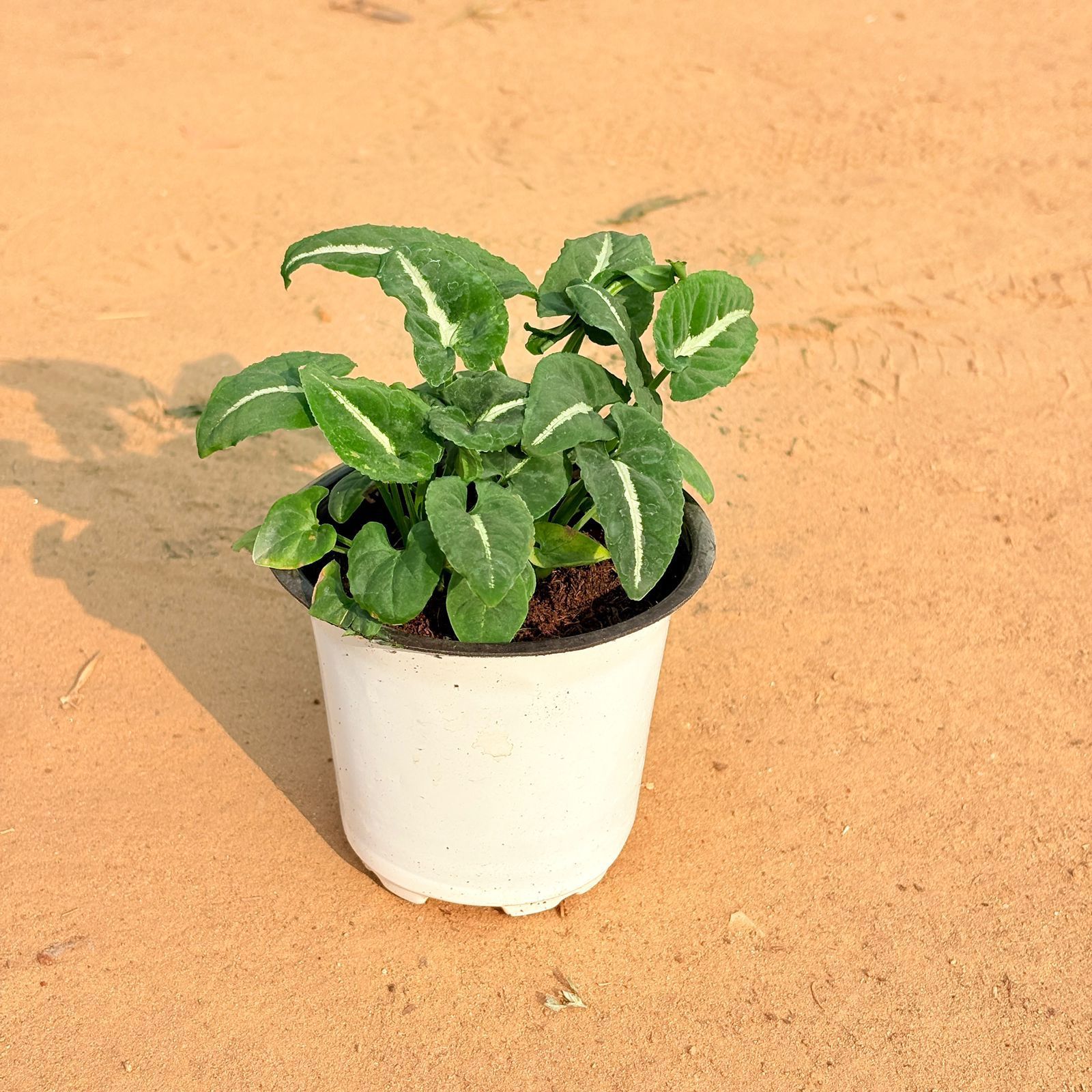Syngonium Kitkat Wendlandii in 4 inch Nursery pot