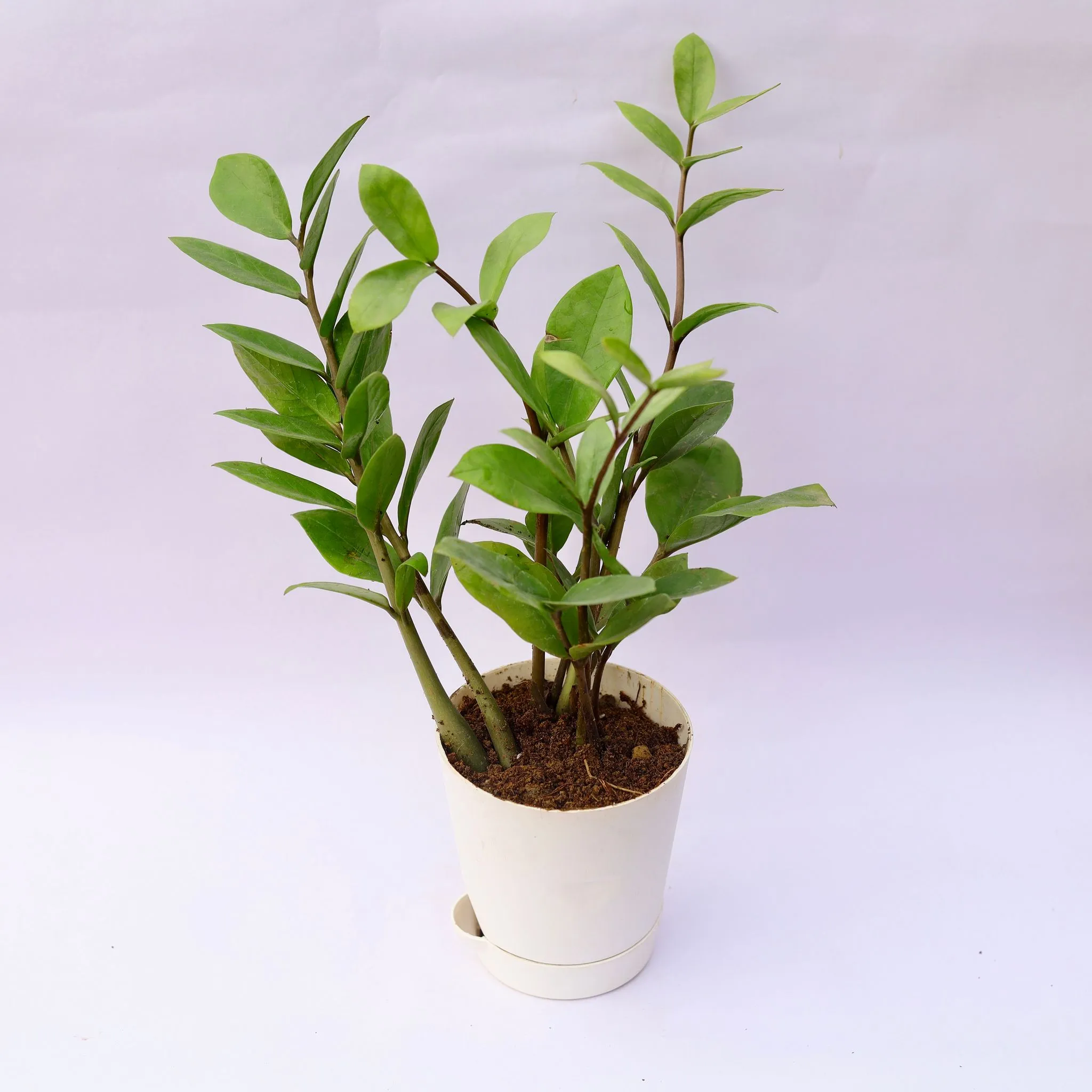 Zz Green in 4 Inch White Florence Self Watering Pot