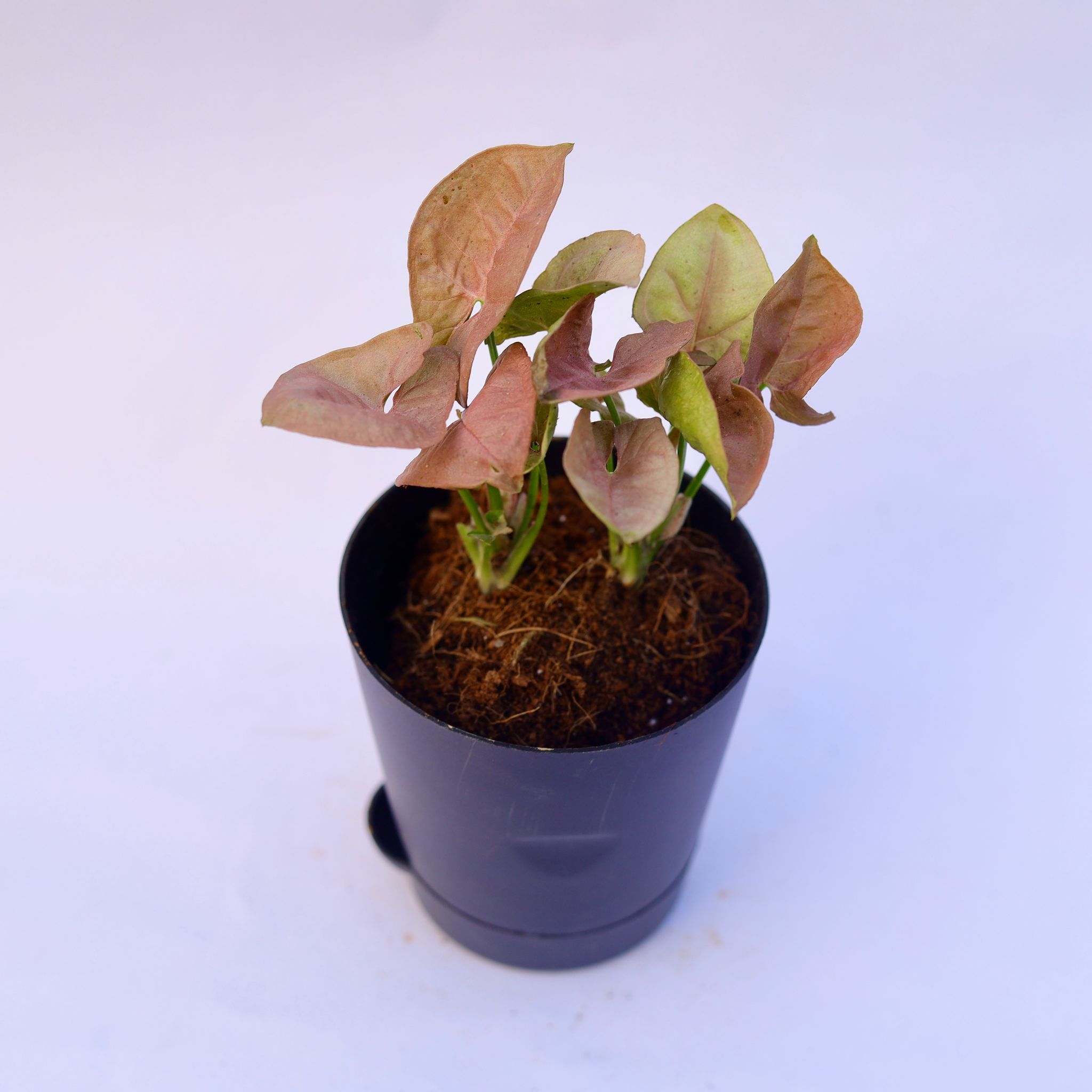 Syngonium Pixie Pink in 4 Inch Black Florence Self Watering Pot