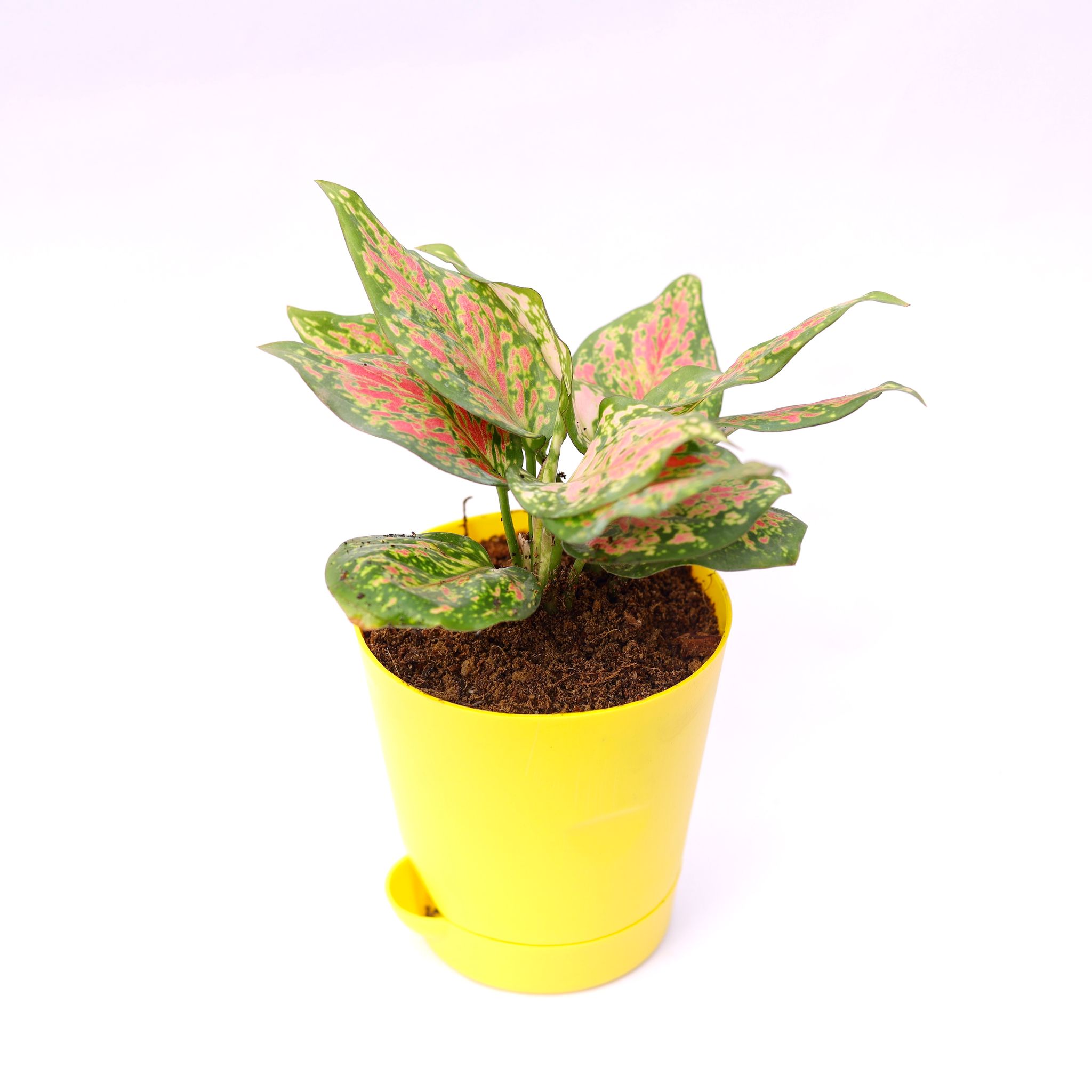 Aglaonema Pink in 4 Inch Yellow Florence Self Watering Pot