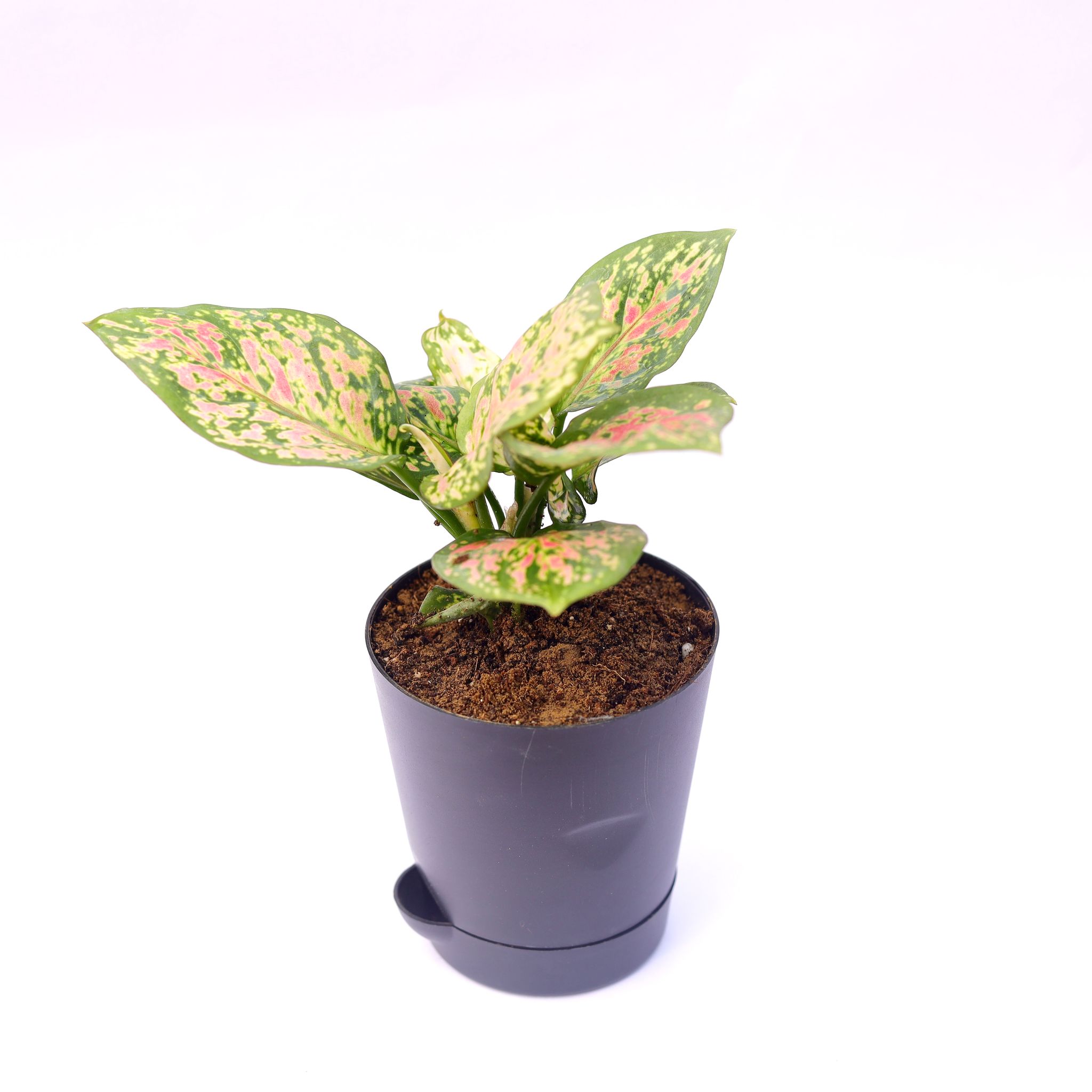 Aglaonema Pink in 4 Inch Black Florence Self Watering Pot