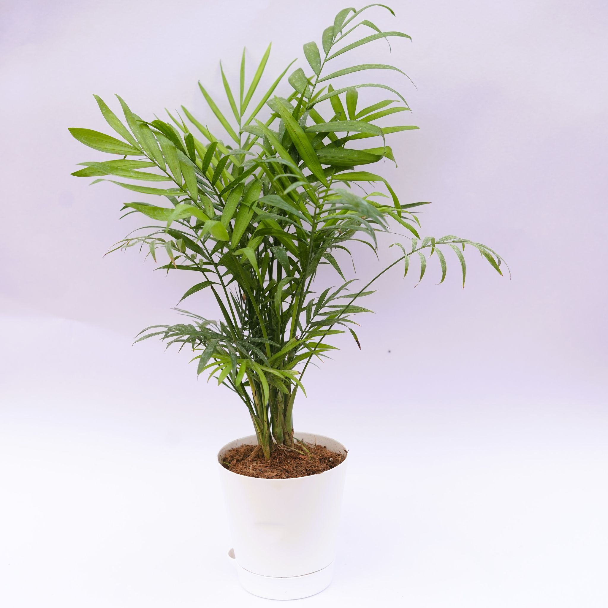 Chamaedorea Palm in 4 Inch White Florence Self Watering Pot