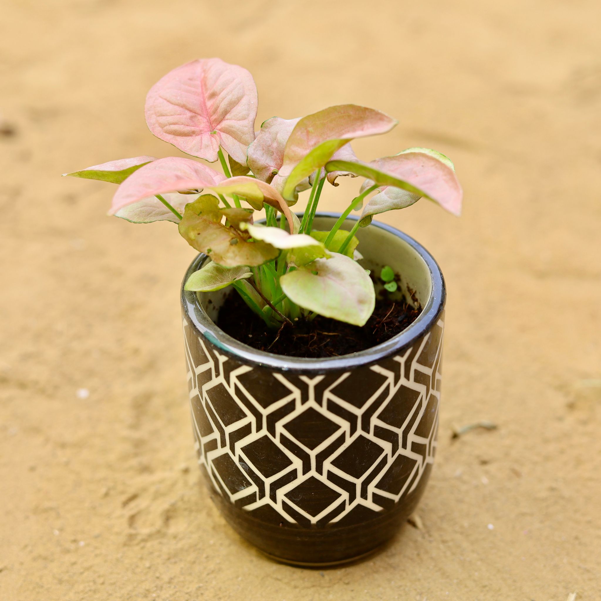 Syngonium Pixie Pink in 4 inch Black Moroccan Art Printed Handcrafted Ceramic Pot