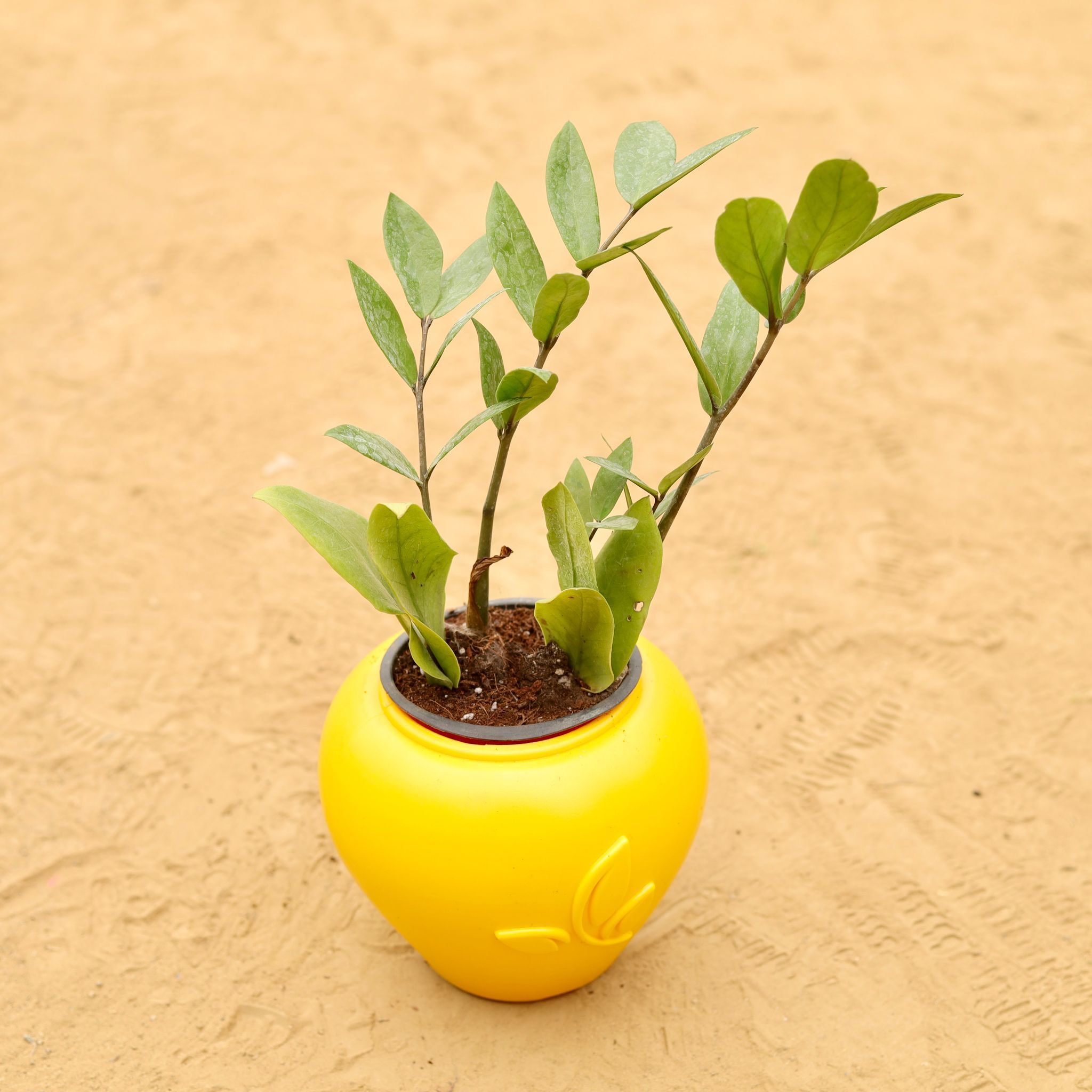 Zz Green in 7 Inch Yellow Premium Apple Leaf Plastic Pot