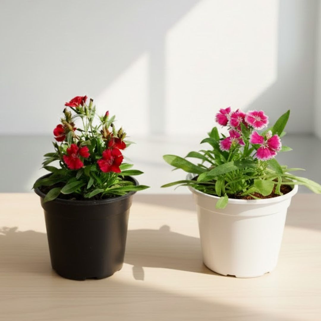 Winter Bloom Set of 2 - Dianthus (any colour) in 5 Inch Nursery Pot