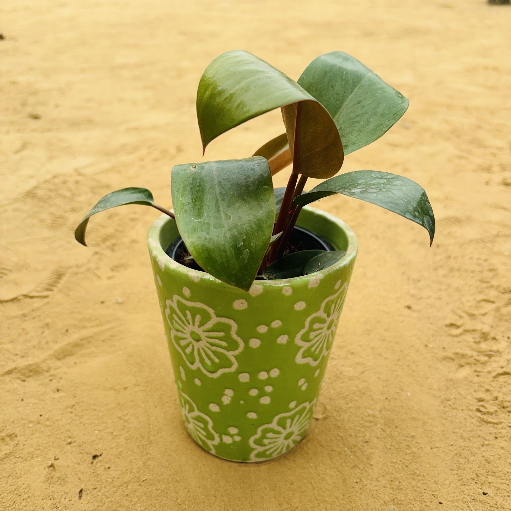 Philodendron Red in 5.25 Inch Green Floral Designer Balti Shaped Ceramic Pot