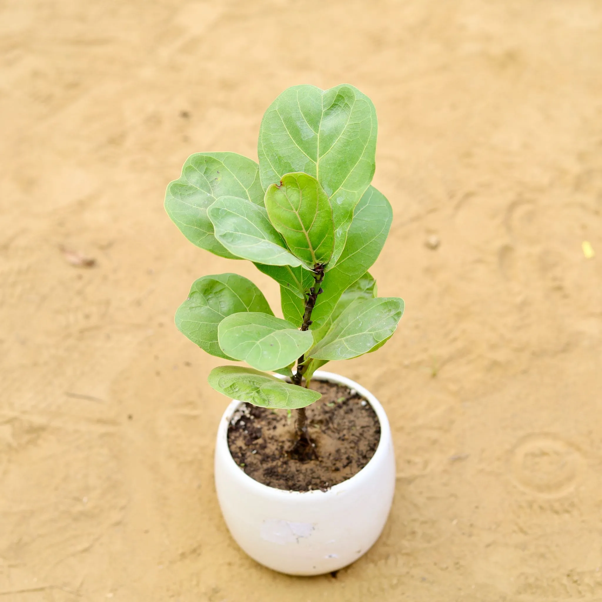 Fiddle Leaf Fig / Ficus Lyrata in 3 inch White Minimalist Long Oval Shaped Ceramic Pot