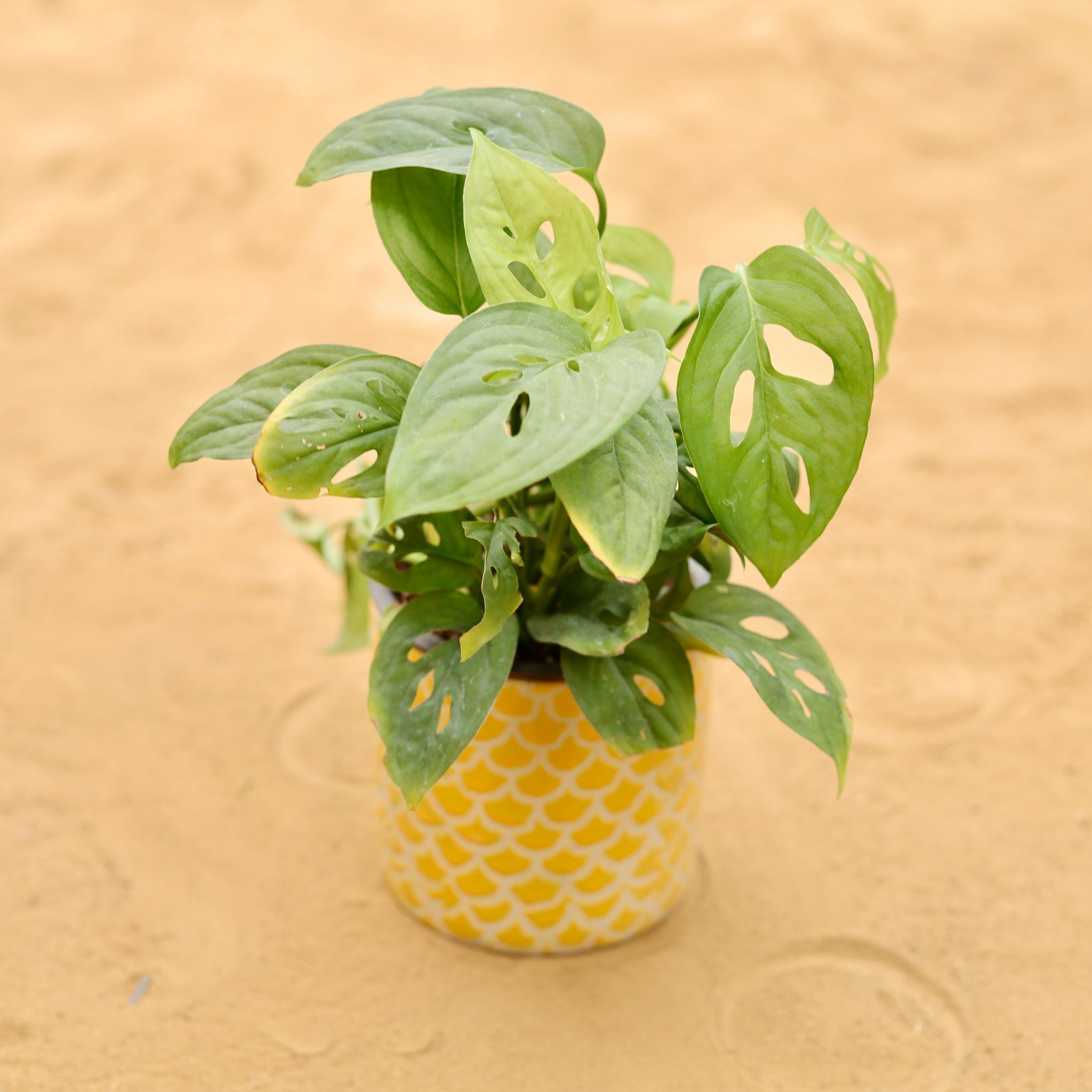 Monstera Broken Heart in 4 Inch Yellow Fishscale Textured Cylindrical Ceramic Pot
