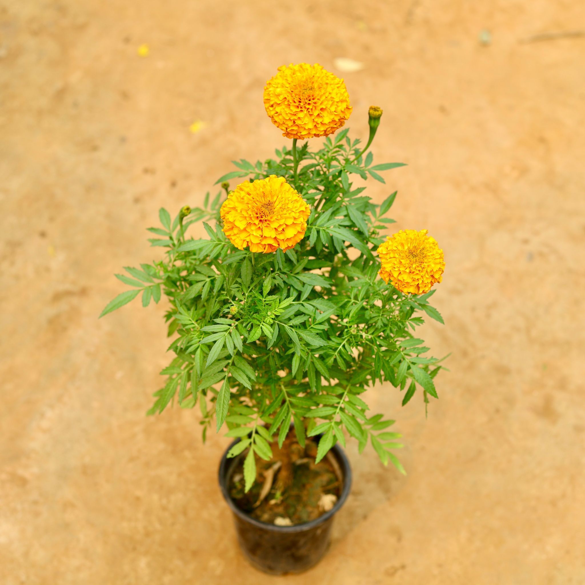 Marigold / Genda Orange in 6 Inch Nursery Pot