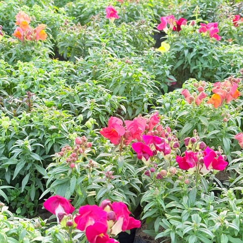 Set of 3 - Antirrhinum Majus (Snapdragon) / Dog Flower (any colour) in 4 Inch Nursery Bag