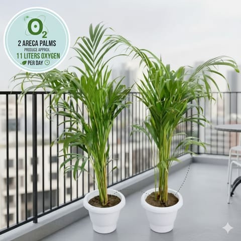 Air Purifier Set of 2 - Areca Palm  (3-3.5 Ft) in 8 Inch Classy White Plastic Pot