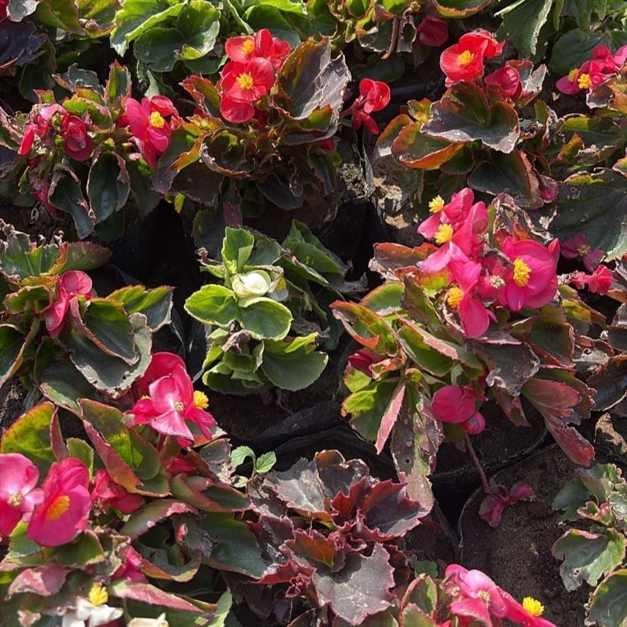 Set Of 3 - Begonia (Any Colour) in 4 Inch Nursery Bag