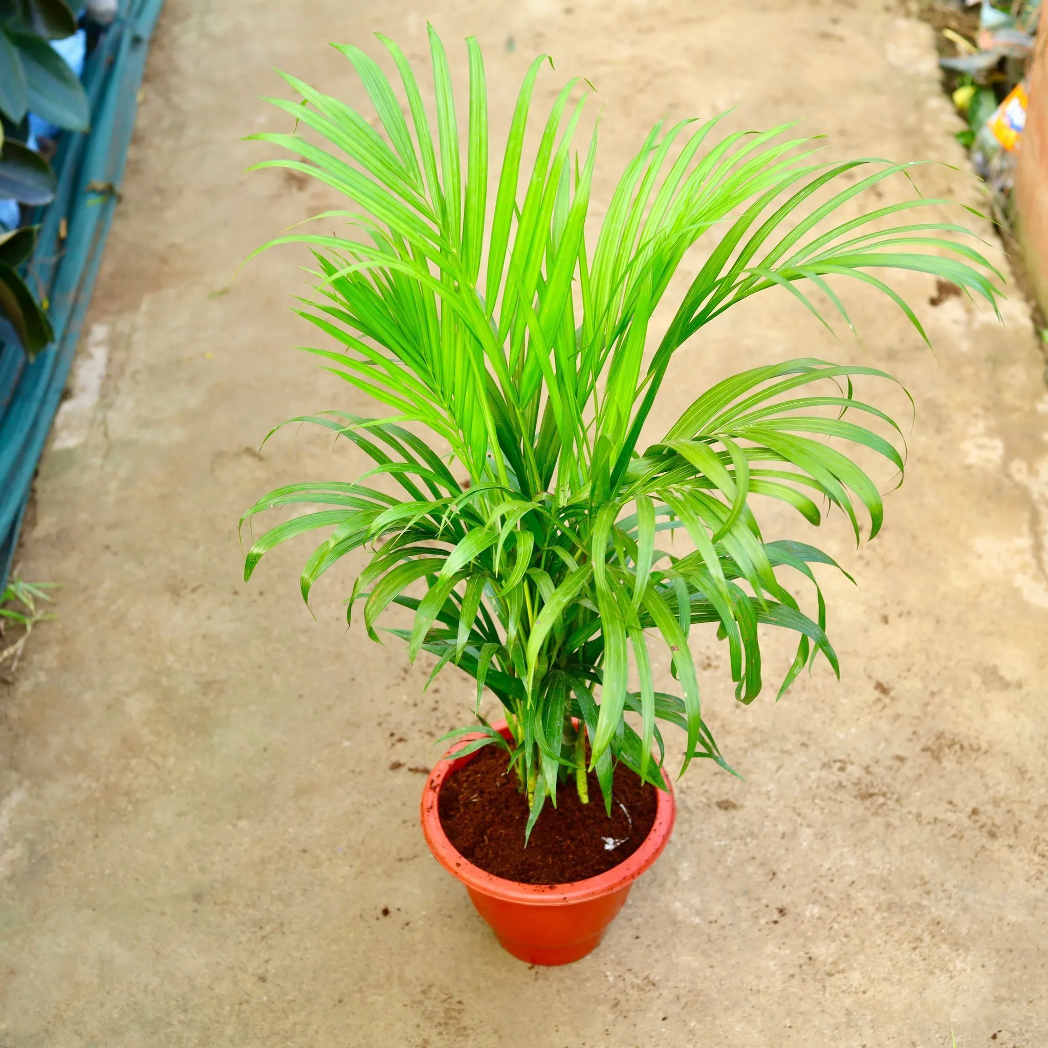 Areca Palm (~ 3 ft) in 10 Inch Terracotta Red Classy Plastic Pot