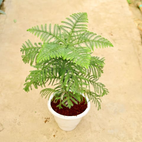 Araucaria / Christmas Tree in 10 Inch White Classy Plastic Pot