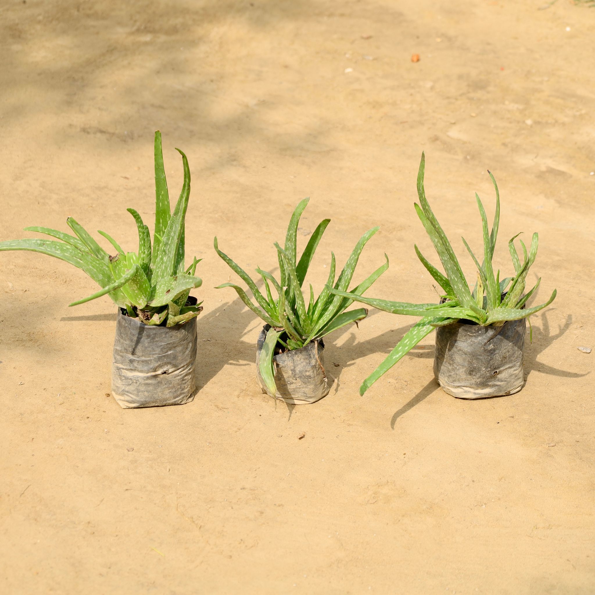 Set of 3 - Aloe Vera in 4 Inch Nursery Bag