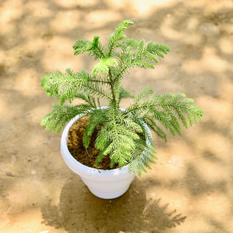 Araucaria / Christmas Tree in 8 Inch White Classy Plastic Pot